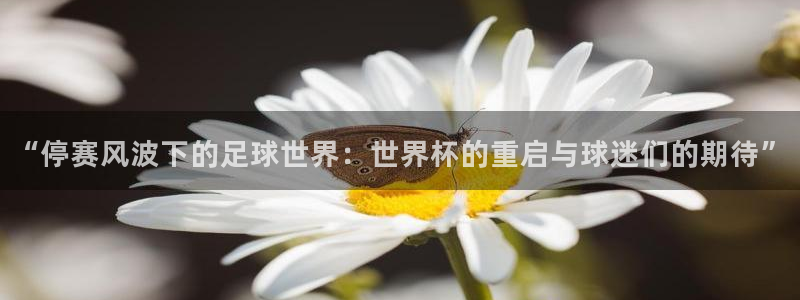 世界杯 赛程：“停赛风波下的足球世界：世界杯的重启与球迷们的期待”